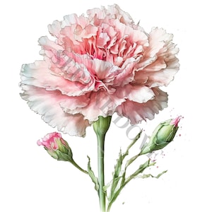 Pink Carnation Clipart - 13 High Quality PNGs, Digital Paper Crafting, Digital Planner, Apparel, Watercolor, Digital Download