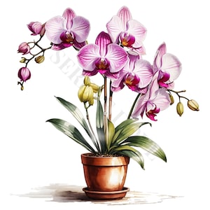 Krukväxter med rosa orkidéer Clipart - 12 högkvalitativa PNG-bilder, digital nedladdning, korttillverkning, clipart, digitalt pappershantverk, skräpjournal
