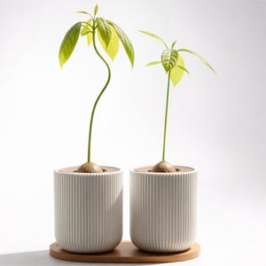 Pode incluir: Duas plantas de abacate brotando de sementes em vasos de cerâmica brancos e canelados. Os vasos estão em uma bandeja de madeira. As plantas têm caules verdes longos e folhas verdes brilhantes, em um fundo branco.