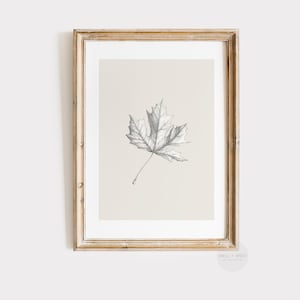 Herbst Blatt Skizze Print | Vintage Style Ahornblatt Zeichnung | Herbst Erntedank Dekor | Neutrale minimalistische Bauernhaus druckbare Kunst | P263