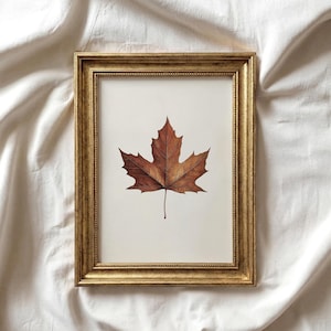 May include: A framed print featuring a detailed watercolor painting of a brown maple leaf. The leaf is centered on a white background and framed in a gold-colored, ornate frame. The artwork evokes a sense of autumn and nature.