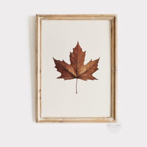 Herbstblatt Druck | Vintage Stil rotes Ahornblatt | Neutraler Herbstdruck | Erntedank Wohnkultur | Minimalistische Bauernhaus DRUCKBARE Kunst | P265