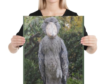 Schuhschnabel Storch Leinwanddruck: Urzeitliche Vogel Kunst