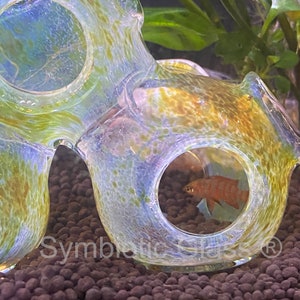 Symbiotische nano-aquariumglaskunst