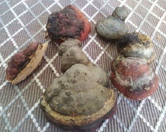 Premium Birch Polypore Mushroom Bundle | Set of 5, 5-10 cm | Crafting & Decor