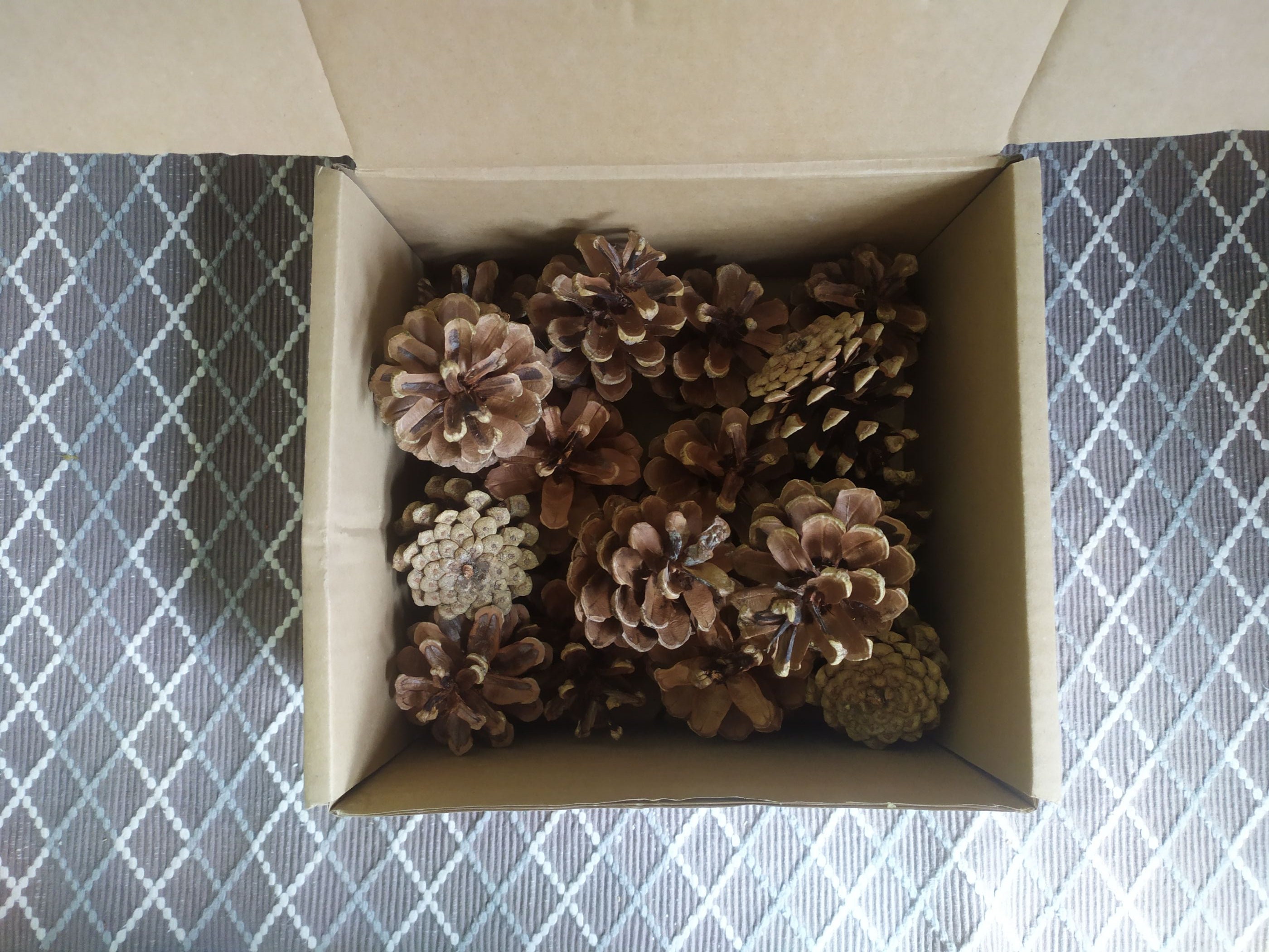 Set of 15 Natural Pine Big Cones - Christmas Decoration - Forest Collected, Untreated, Perfect for Crafts