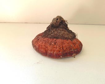 Wilde reishi polypore met rode gordel, 105 g natuurlijk gedroogde berkenpaddenstoelenbosdecor
