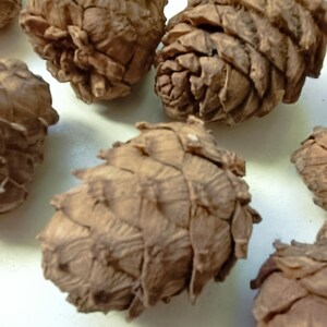 Könnte beinhalten: Eine Ansammlung brauner, holziger Kiefernzapfen mit überlappenden Schuppen. Jeder Zapfen weist eine texturierte, konische Form mit einer Spitze und einer abgerundeten Basis auf. Die natürlichen, getrockneten organischen Strukturen sind gruppiert.
