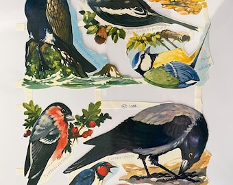 Op de afbeelding: Een vintage set met kleurrijke vogel illustraties met hun wetenschappelijke namen. De vogels zijn uitgesneden en klaar om te gebruiken voor knutselen of scrapbooking. De vogels omvatten een roodborstje, een blauwe vogel, een zwarte vogel, een zwaluw, een vink en een aalscholver.