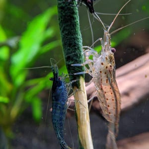Spirulina Shrimp Sticks
