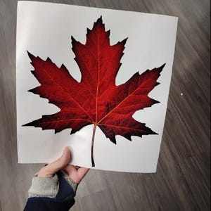 Puede incluir: Una calcomanía cuadrada blanca que presenta un gráfico detallado de una hoja de arce roja vibrante con bordes oscuros y afilados y un tallo central prominente, impreso en una superficie lisa y plana con un diseño de alto contraste.