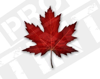 Realistic Maple Leaf Canada Vinyl Decal - Waterproof Vinyl, Car decal, Laptop decal, Water bottle decal.