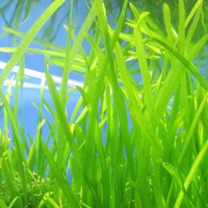Vallisneria grass;  Stems of Vibrant vallisneria grass great for aquascaping