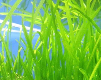 Vallisneria grass;  Stems of Vibrant vallisneria grass great for aquascaping