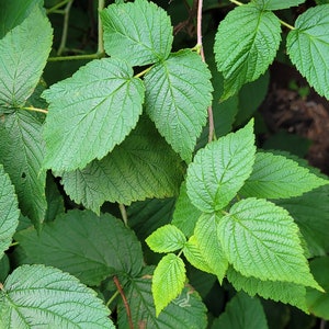 May include: A cluster of vibrant green raspberry leaves with serrated edges and prominent veins. The foliage is arranged on thin, reddish-brown stems, showcasing a mix of mature dark green leaves and smaller, lighter green new growth.