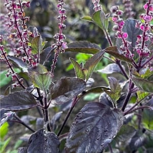 Large Krishna Tulasi Plant in Half Gallon Pot – Live Organic Holy Basil