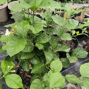 Large Arabic Jasmine bush plant in one gal pot