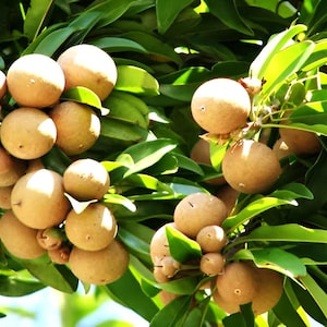 Large Sapodilla, 20-26 inch plant in one gal pot