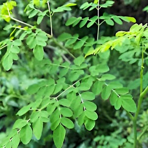 Dwarf Moringa, 8-14 inch plant in half gal pot, organic