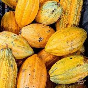 May include: A close-up shot of several ripe cacao pods. The pods vary in color from yellow to orange, with some showing green patches. The pods have a textured surface and are oval-shaped, with some showing a ribbed texture.