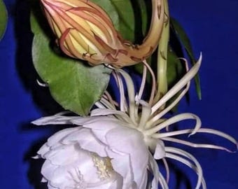 Queen of the Night Live Plant – Half Gallon Pot | Brahma Kamal | Epiphyllum oxypetalum " No shipping to CA "