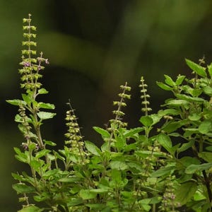 Large Ram Tulsi Live Plant – Half Gallon Pot | Holy Basil | Ocimum sanctum