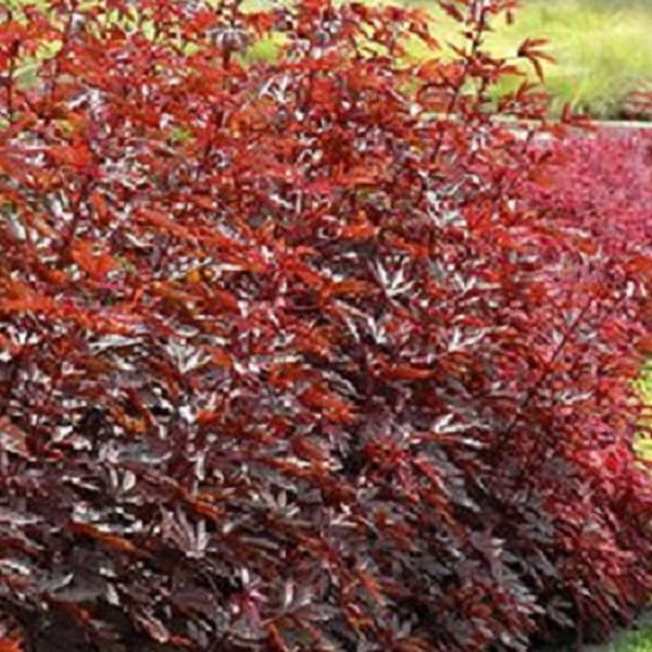 Colorful Mahogany Splendor (Cranberry Hibiscus)/False Roselle/African Rose Mallow bare-root starter plant or cuttings