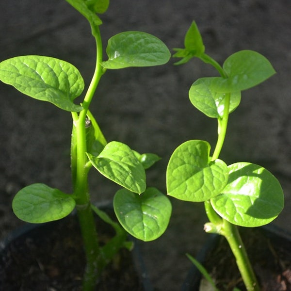 Malabar Spinach live plant 8-10 Inch (Bachali/Pui Saag/Pui green leaf) organic