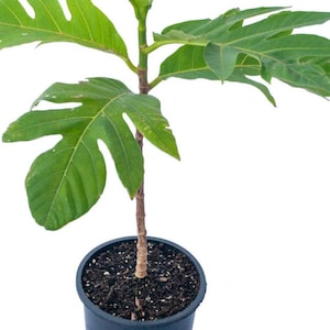 May include: A young breadfruit tree in a black plastic pot. The tree has large, green, deeply lobed leaves and a brown trunk. The pot is filled with dark soil. The background is plain white.