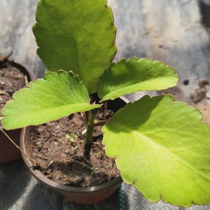 Organic Miracle Leaf