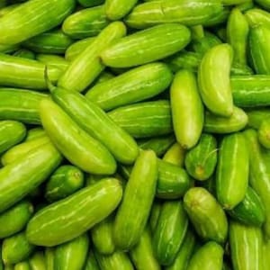 Tindora live plant in half gal pot | Ivy scarlet gourd | Kowai fruit  Organic- No shipping to CA