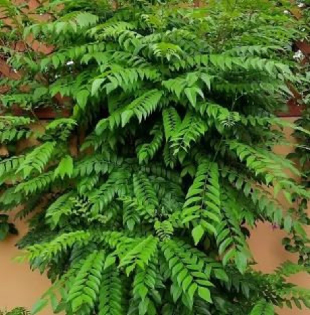 Curry Leaf Plant 812 Inch Etsy