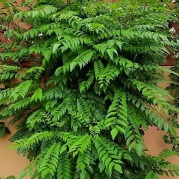 Curry Leaf plant 8-12 inch