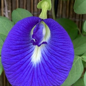May include: Close-up of a vibrant blue butterfly pea flower. The flower has a distinctive shape with a central white and yellow area, surrounded by deep blue petals. Green leaves and stems are visible in the background.