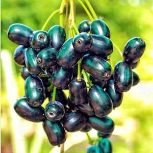 May include: A close-up of a cluster of dark purple java plums, also known as jambul, hanging from a green stem. The plums have a glossy, smooth texture and a deep, rich color.