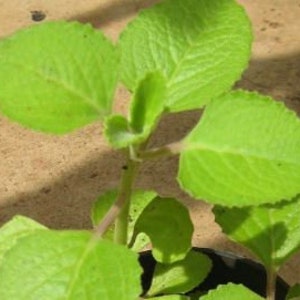 May include: Close-up of a green, leafy plant with several leaves growing from a single stem. The leaves have a slightly toothed edge and a light green color.