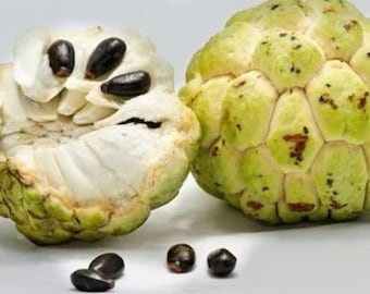 Organic Sugar Apple Live Plant (Custard Apple / Sita Phal) – half Gallon Pot