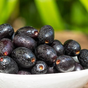 May include: A white bowl filled with a cluster of fresh, dark purple java plums. The plums are glistening with water droplets, and the background is blurred green foliage.