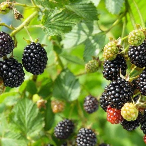 Two American Blackberry 12-14 inch Plants thorn in pot