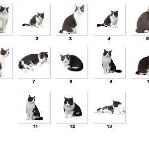 30 Personalized Address Labels Cute cats (fa 5)
