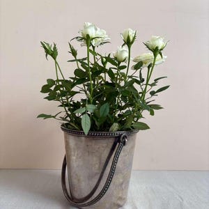May include: A small potted rose plant with white flowers and green leaves housed in a metallic silver bucket. The bucket features a beaded rim and a matching silver handle attached to the sides, displaying a weathered, tarnished finish.