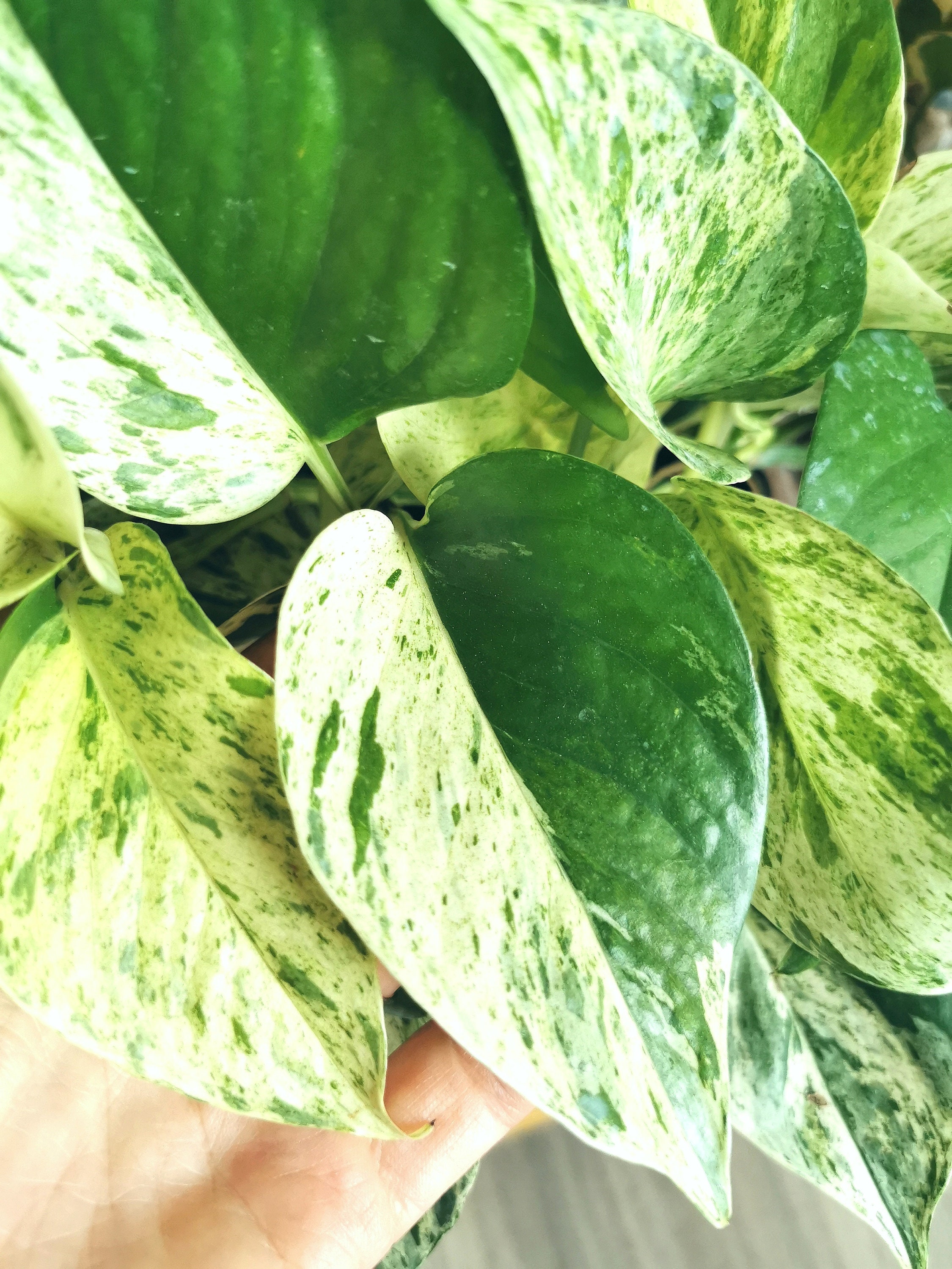 Epipremnum Aureum Pothos Cuttings Variety Bundle - Etsy Canada