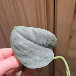 Peut inclure: Gros plan sur une feuille vert argenté avec des nervures complexes. La feuille est tenue devant un fond en bois. La tige est d'un vert vif et la texture de la feuille est détaillée.