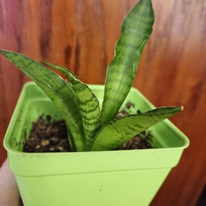 Sansevieria Tough Lady