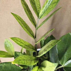 May include: A close-up of a ZZ plant with variegated leaves. The leaves are a mix of green and yellow, with a prominent vein pattern.