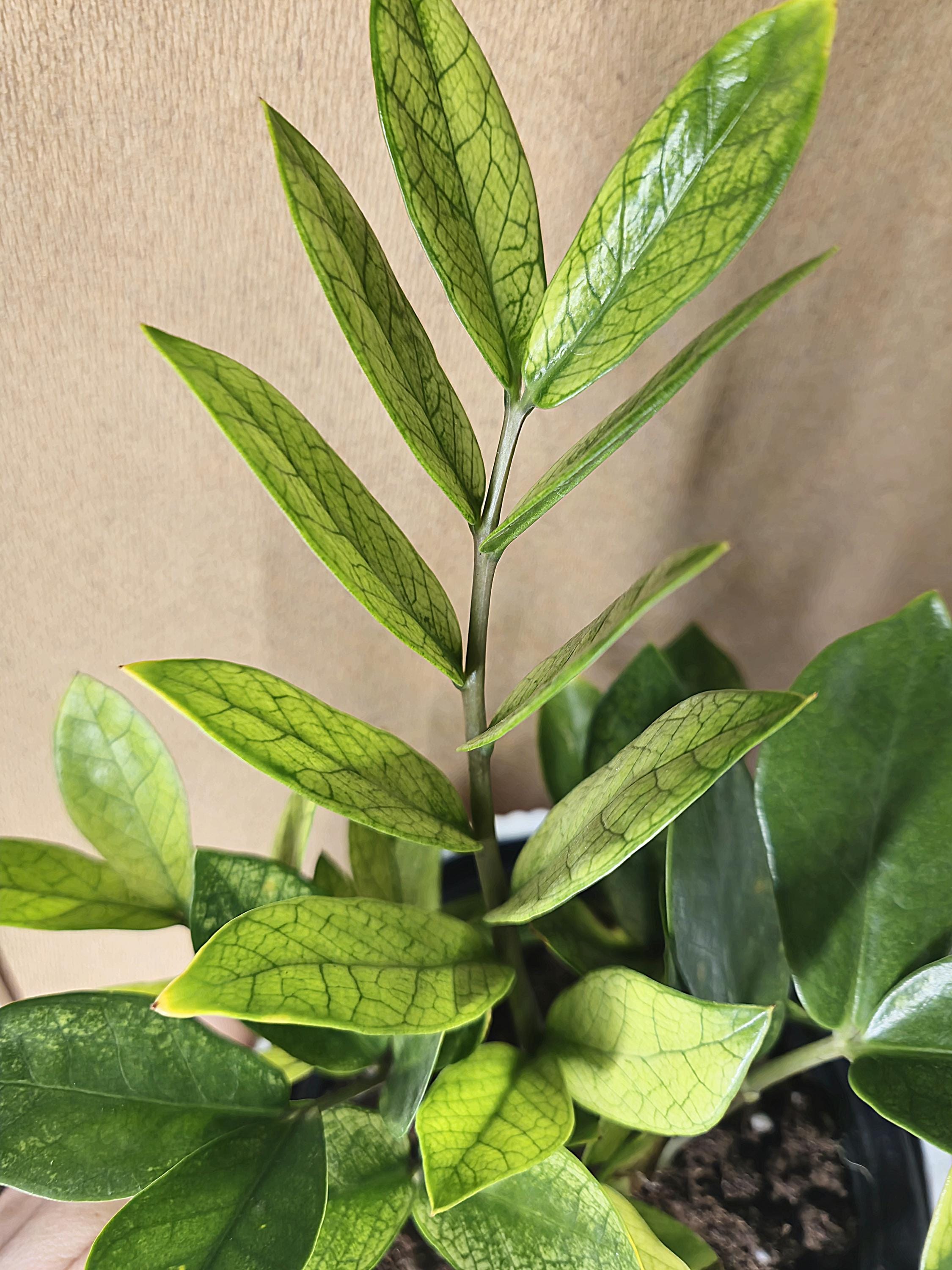 Variegated Zz Plants - Etsy Canada