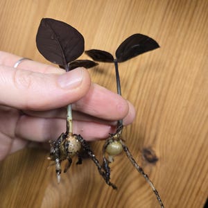 May include: Two small plant cuttings with dark purple to black leaves and stems. Each cutting features a light-coloured, rounded bulbous rhizome at the base with thin, light-coloured roots extending downwards from the bulb structure.
