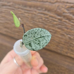 May include: A Hoya plant cutting with two leaves, one large and oval-shaped with a mottled silver and dark green splash pattern, and one smaller, solid light green leaf, both attached to a thin brown stem inside a clear plastic propagation tube.
