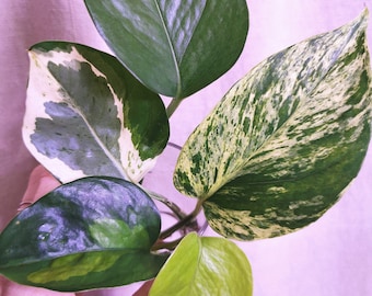 Choose a Variety - Pothos cutting - Epipremnum Aureum Unrooted Cutting
