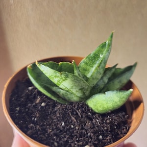 Étoile de mer naine de Boncel Sansevieria // plante d&#39;intérieur rare